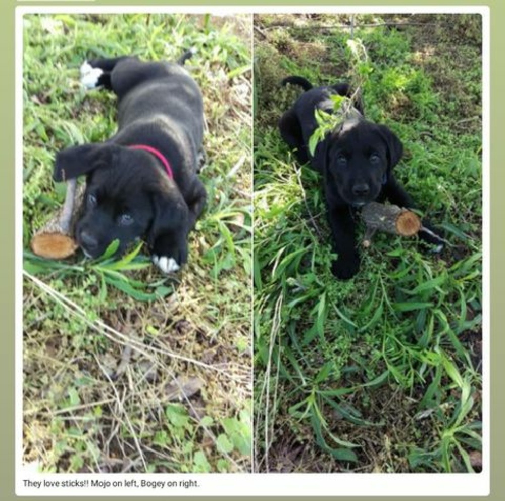 Meet your Posher, Jane